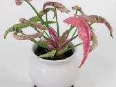 Syngonium Pink Rolli