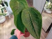 Anthurium Peltigerum
