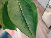 Anthurium Peltigerum - nuotraukos Nr. 2
