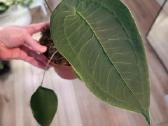 Anthurium Peltigerum - nuotraukos Nr. 3