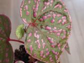 Begonia sp Muara Wahau