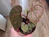 Begonia sp Muara Wahau - nuotraukos Nr. 2