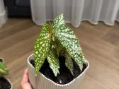 Begonija Maculata