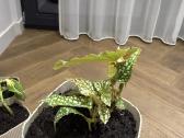 Begonija Maculata - nuotraukos Nr. 2