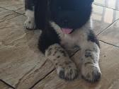 Akita