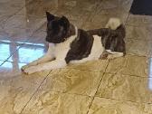 Akita - nuotraukos Nr. 6