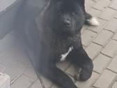 Akita - nuotraukos Nr. 7