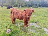 Parduodami highland telyčios, buliukai - nuotraukos Nr. 3