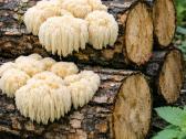 Rąsteliai su „Liūto karčių“ grybiena (lion's Mane) - nuotraukos Nr. 5