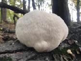 Rąsteliai su „Liūto karčių“ grybiena (lion's Mane) - nuotraukos Nr. 6