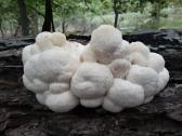 Rąsteliai su „Liūto karčių“ grybiena (lion's Mane) - nuotraukos Nr. 7