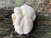 Rąsteliai su „Liūto karčių“ grybiena (lion's Mane) - nuotraukos Nr. 8