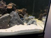 Fluval Roma 90akvariumas - nuotraukos Nr. 4