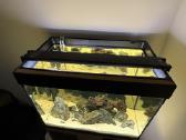 Fluval Roma 90akvariumas - nuotraukos Nr. 6