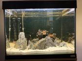 Fluval Roma 90akvariumas - nuotraukos Nr. 8