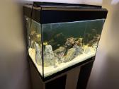 Fluval Roma 90akvariumas - nuotraukos Nr. 12