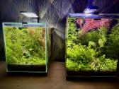 Aquael shrimp set 20, Opti bent 30