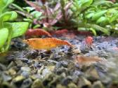 Aquael shrimp set 20, Opti bent 30 - nuotraukos Nr. 4