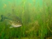 Largemouth bass šiaurės Amerikos ešeriai zuvys - nuotraukos Nr. 11