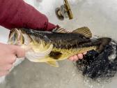 Largemouth bass šiaurės Amerikos ešeriai zuvys - nuotraukos Nr. 8