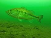 Largemouth bass šiaurės Amerikos ešeriai zuvys - nuotraukos Nr. 6