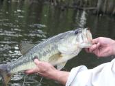 Largemouth bass šiaurės Amerikos ešeriai zuvys - nuotraukos Nr. 12