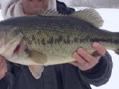 Largemouth bass šiaurės Amerikos ešeriai zuvys - nuotraukos Nr. 9