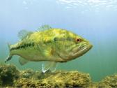Largemouth bass šiaurės Amerikos ešeriai zuvys - nuotraukos Nr. 4