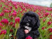 Cavapoo - nuotraukos Nr. 10
