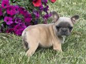 Kilmingi Prancuzu buldogai / French buldog - nuotraukos Nr. 7