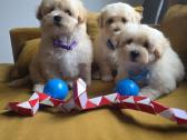 Maltipoo berniukai Braitas ir Bartas ir Beilis