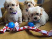 Maltipoo berniukai Braitas ir Bartas ir Beilis - nuotraukos Nr. 2