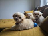 Maltipoo berniukai Braitas ir Bartas ir Beilis - nuotraukos Nr. 3