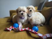 Maltipoo berniukai Braitas ir Bartas ir Beilis - nuotraukos Nr. 4
