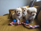 Maltipoo berniukai Braitas ir Bartas ir Beilis - nuotraukos Nr. 5