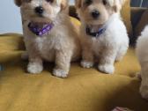 Maltipoo berniukai Braitas ir Bartas ir Beilis - nuotraukos Nr. 6