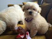 Maltipoo berniukai Braitas ir Bartas ir Beilis - nuotraukos Nr. 7