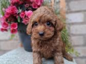 Maltipoo. Patinėliai. Kalytės. - nuotraukos Nr. 7