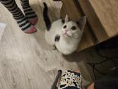 Dovanojama nuostabi katytė Braškė - nuotraukos Nr. 5