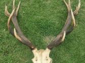 Elnio ragai