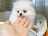 2 beautiful Pomeranian puppies.