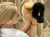 2 beautiful Pomeranian puppies. - nuotraukos Nr. 2