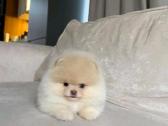 2 beautiful Pomeranian puppies. - nuotraukos Nr. 3