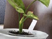 Syngonium