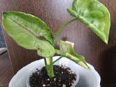 Syngonium - nuotraukos Nr. 2