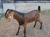 Grynaveisliai Anglo Nubians ožiukai - nuotraukos Nr. 2