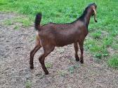 Grynaveisliai Anglo Nubians ožiukai - nuotraukos Nr. 3