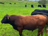 Parduodami grynaveisliai Angus jauciai