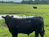 Parduodami grynaveisliai Angus jauciai - nuotraukos Nr. 2