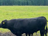 Parduodami grynaveisliai Angus jauciai - nuotraukos Nr. 3
